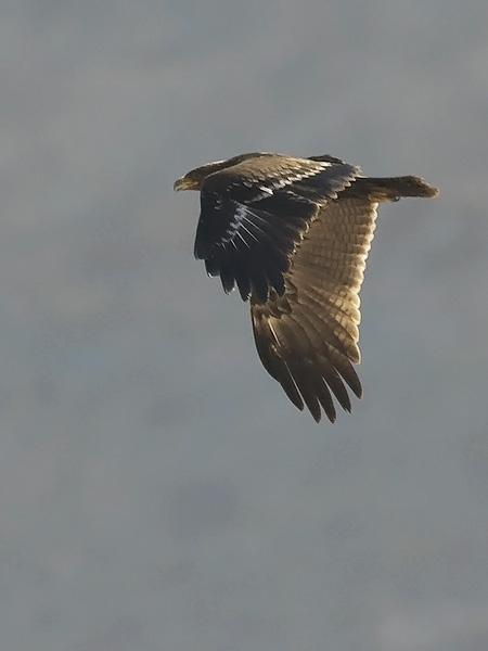 Pikkukiljukotka, Lesser Spotted Eagle, Clanga pomarina
